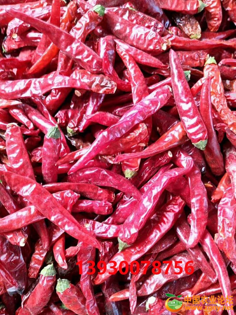 8、泰辣819干辣椒.jpg