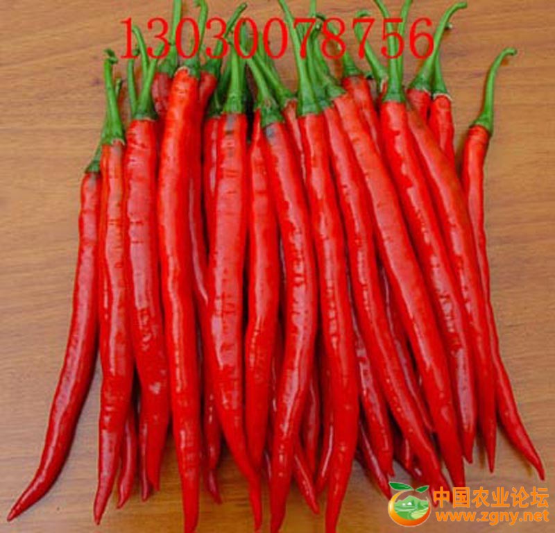 7、辣丰三号红椒.jpg
