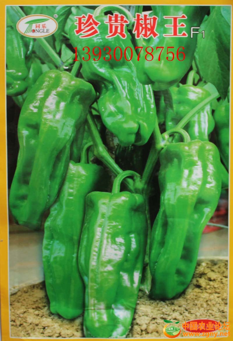 16、珍贵椒王.jpg