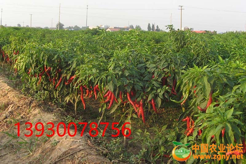 4、大田辣椒.JPG