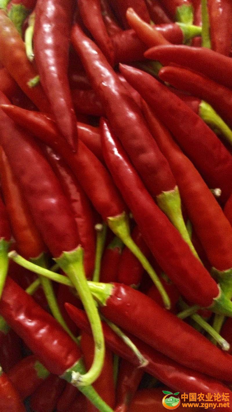 3、泰辣819果实.jpg