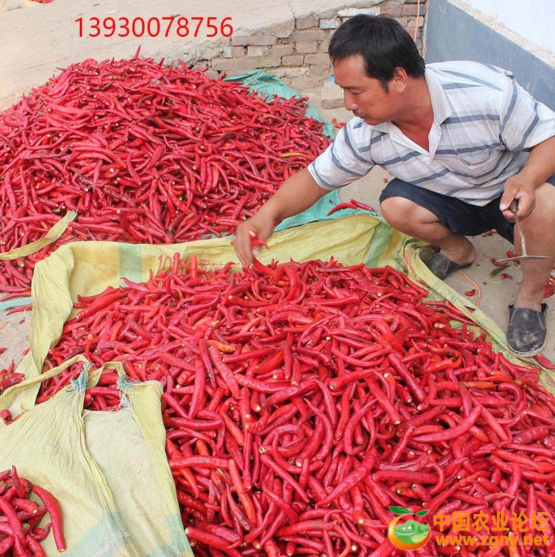 17、去柄后的辣椒.JPG