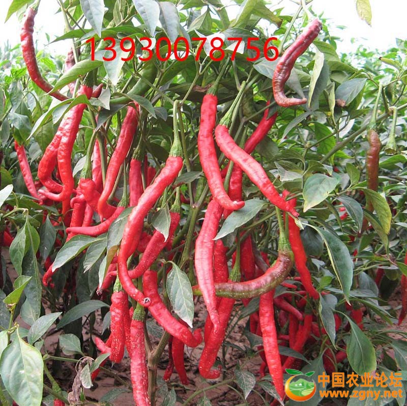 9、丰收的辣椒.jpg