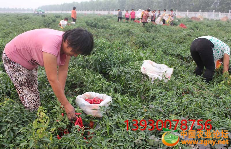 13、采摘辣椒.JPG