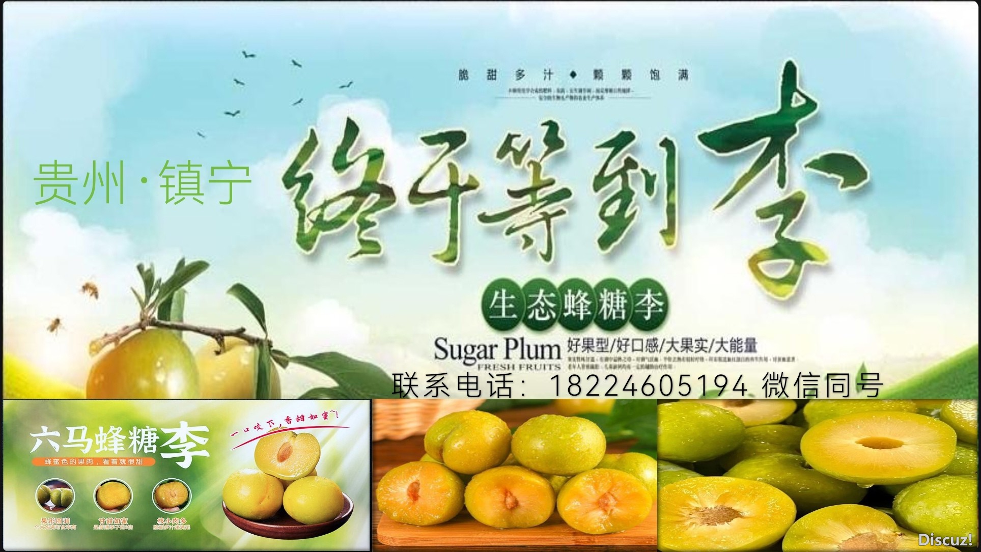 贵州镇宁蜂糖李