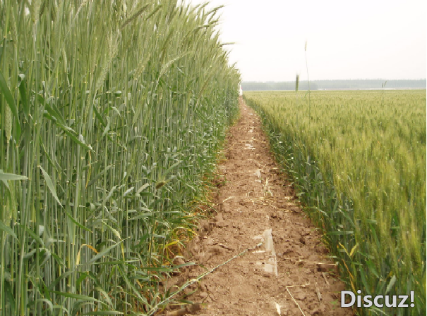 大量出售优质牧草种子 可长到1.7米高的小黑麦种子